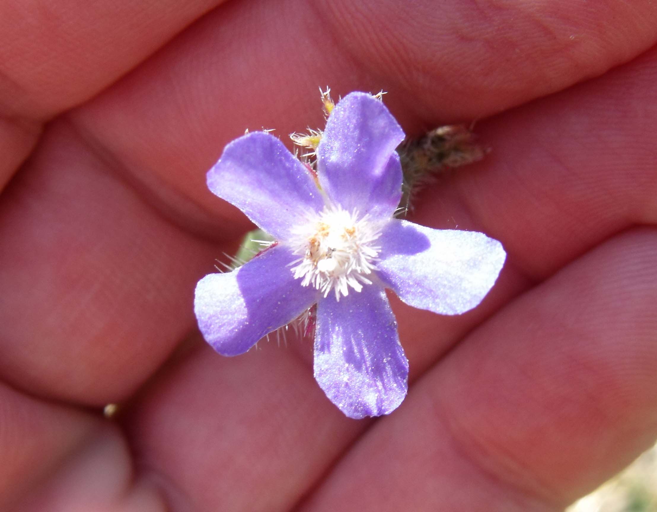 Anchusa officinalis